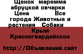 Щенок  маремма абруцкой овчарки › Цена ­ 50 000 - Все города Животные и растения » Собаки   . Крым,Красногвардейское